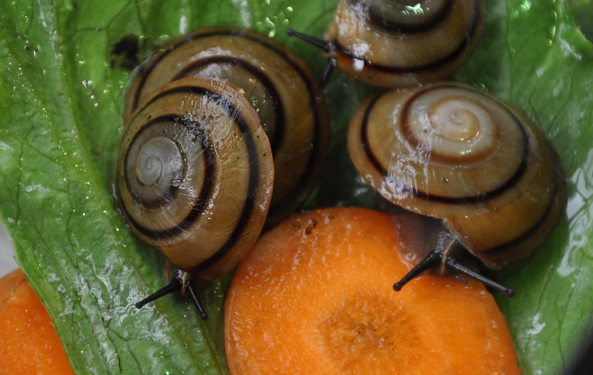 Древесные улитки караколусы