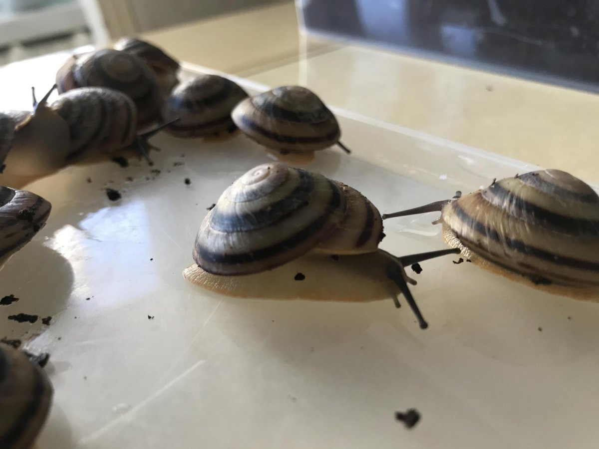 Караколус сагемон улитка