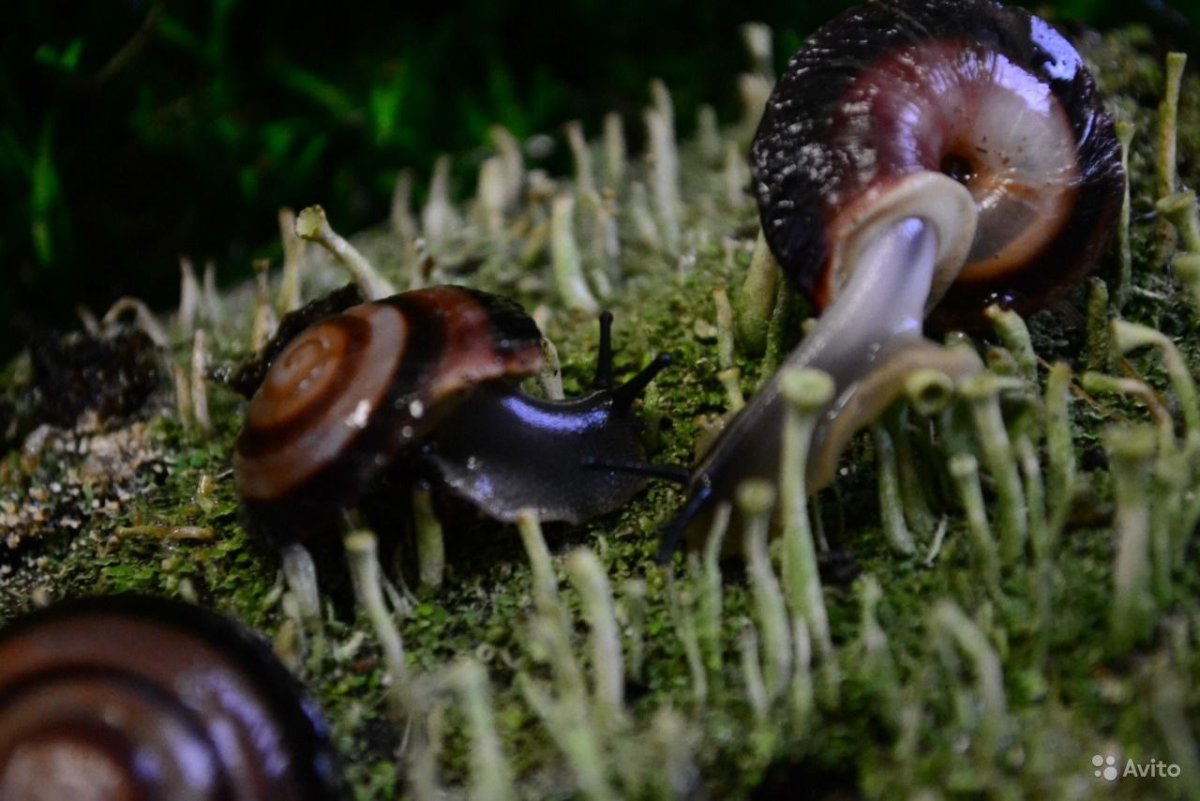 Древесная улитка Караколус