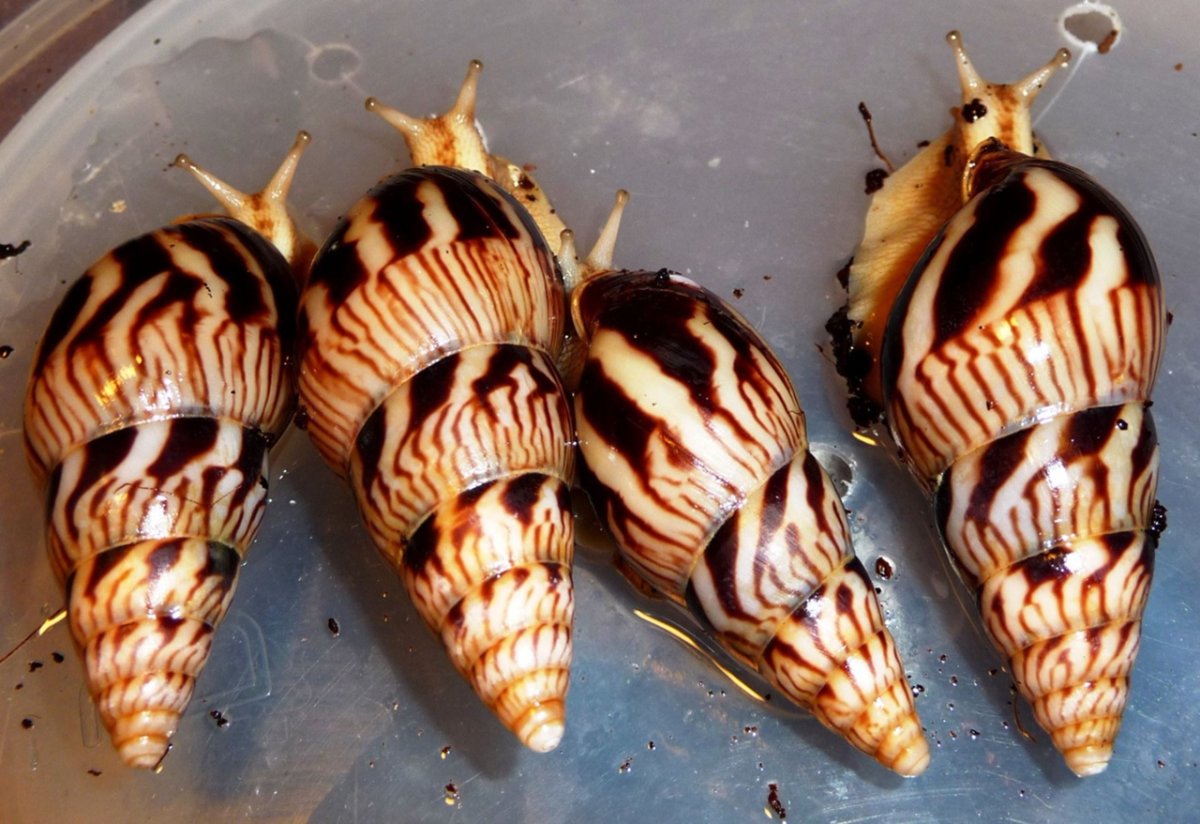 Улитка ахатина лимиколярии