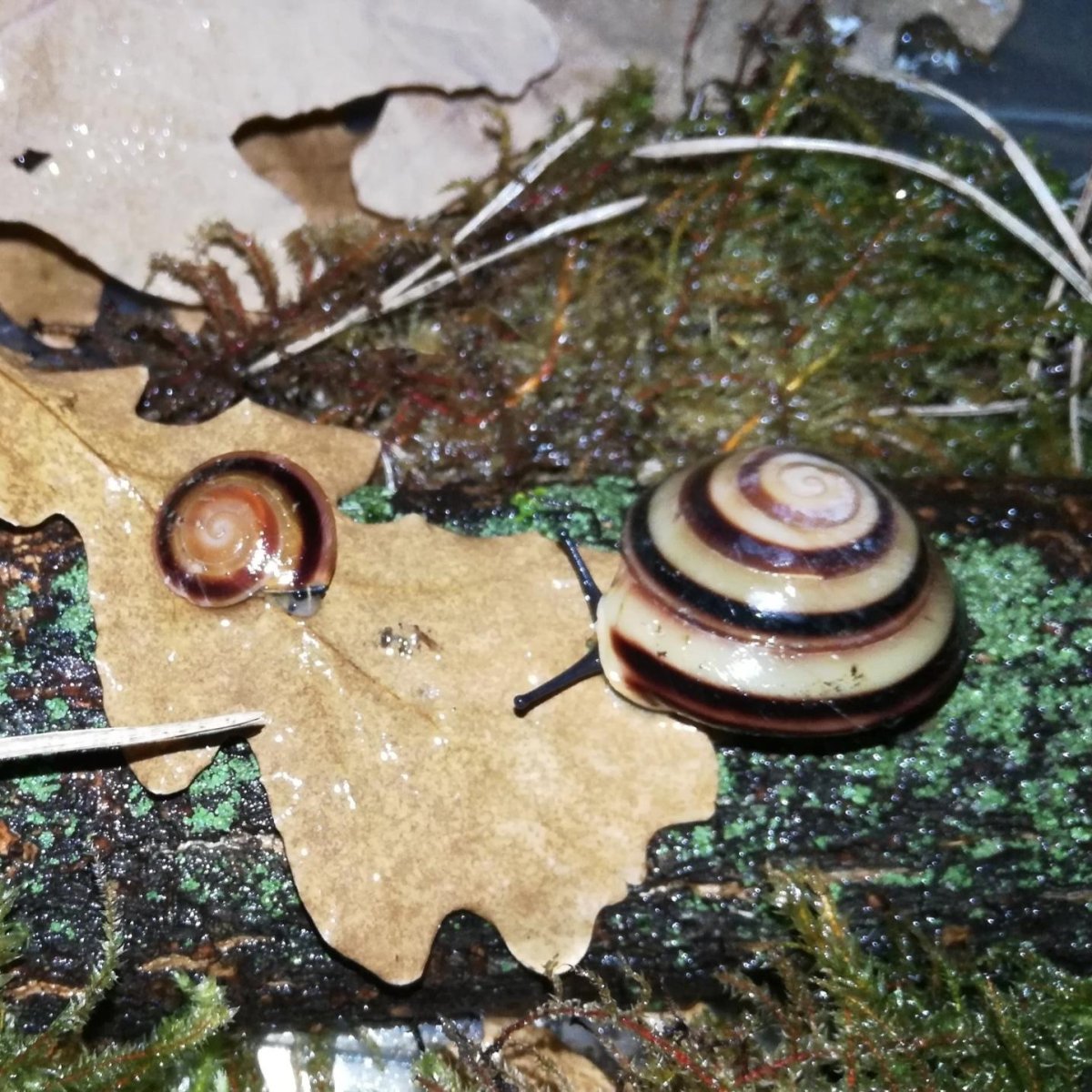 Древесные улитки