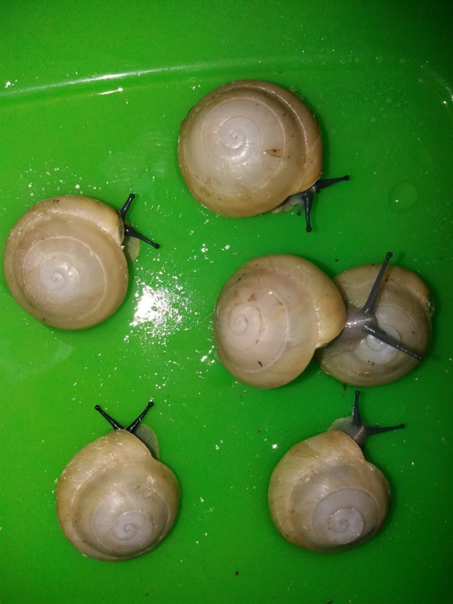 Караколус альбинос