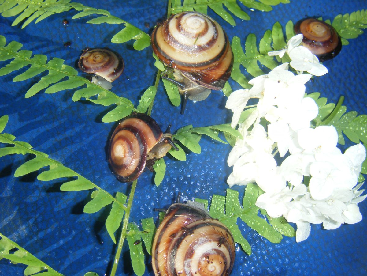 Сухопутные улитки караколусы яйца