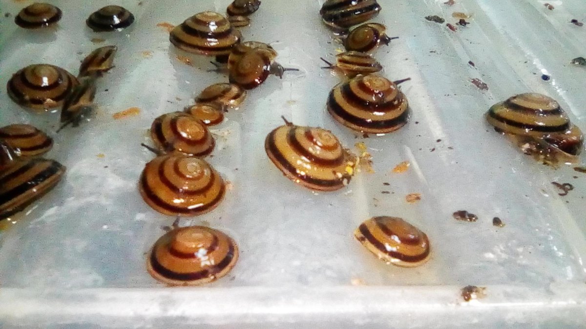 Караколус сагемон