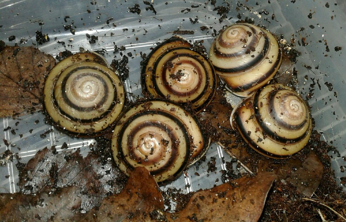 Улитки караколусы