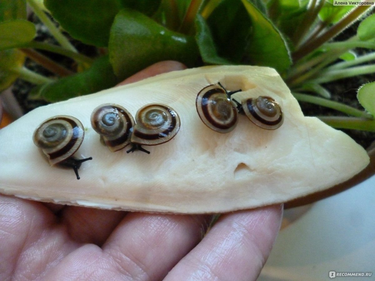 Караколусы сагемон