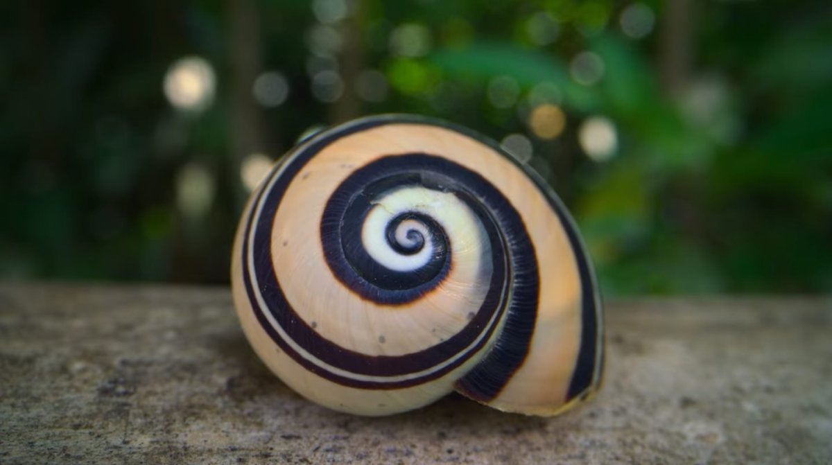 Караколусы Еллоу