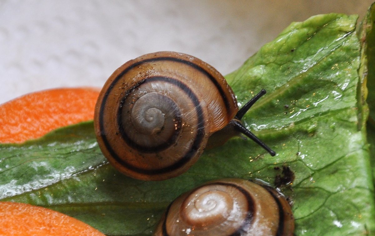 Караколусы сагемон