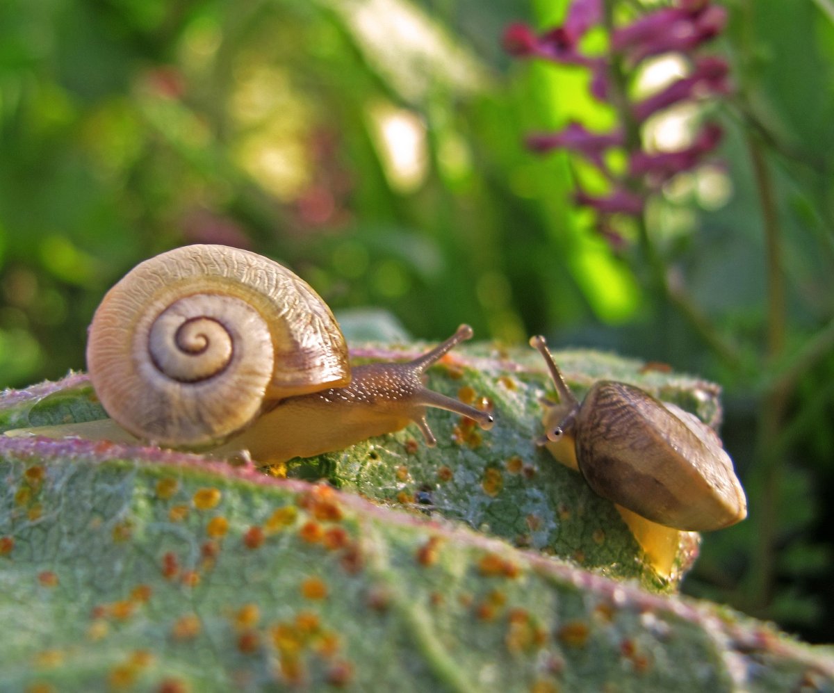 Двустворчатые улитки