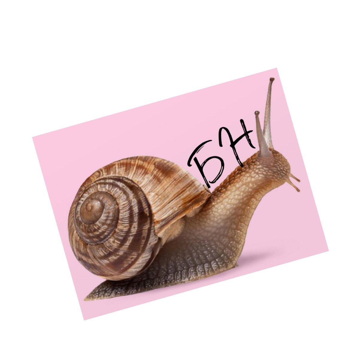 Брюхоножка испанская