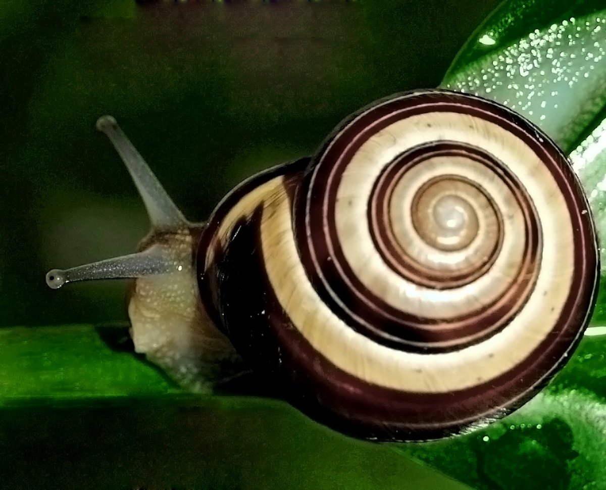 Ramshorn Snail улитка катушка