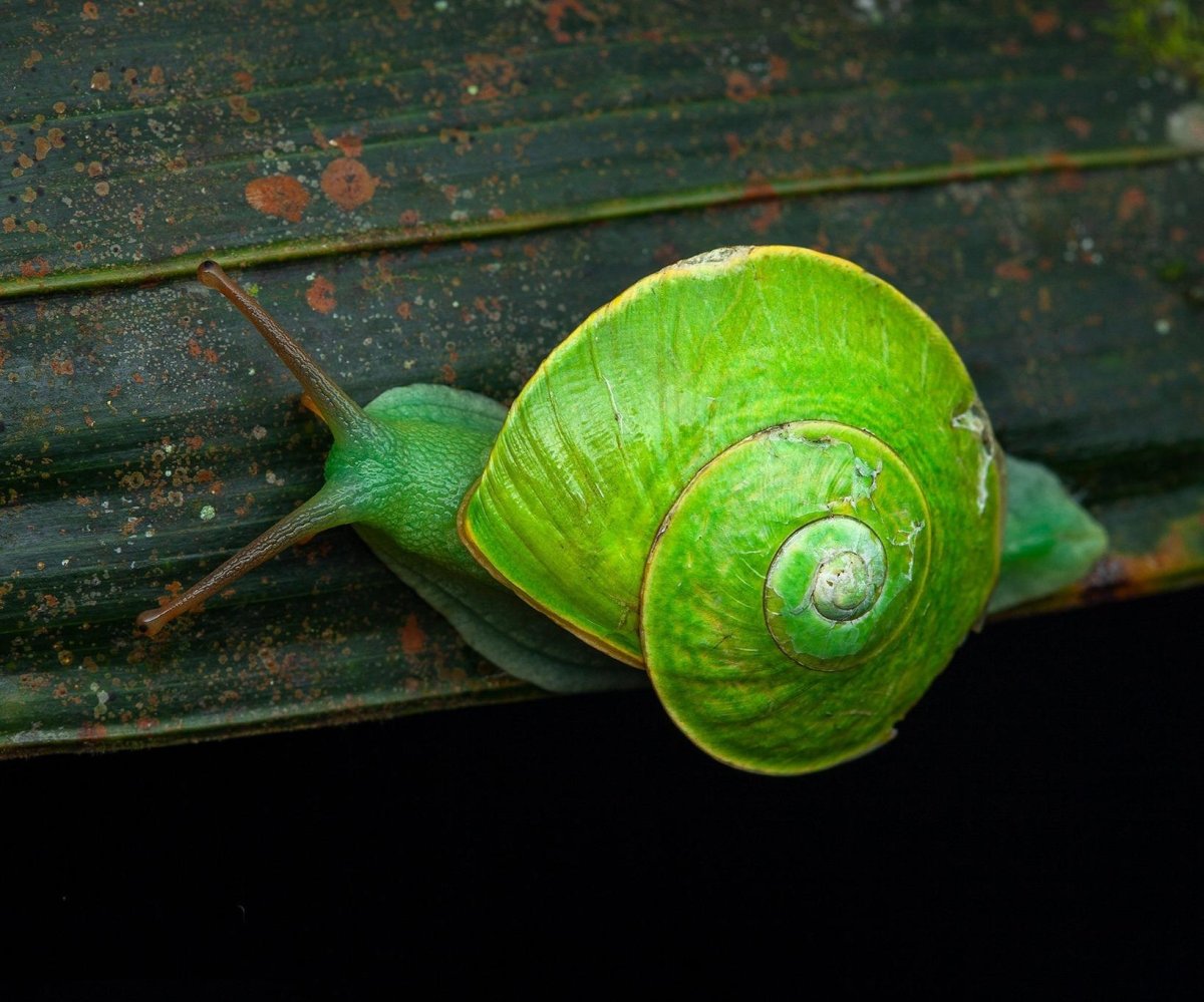 Улитка "зеленый Караколус"