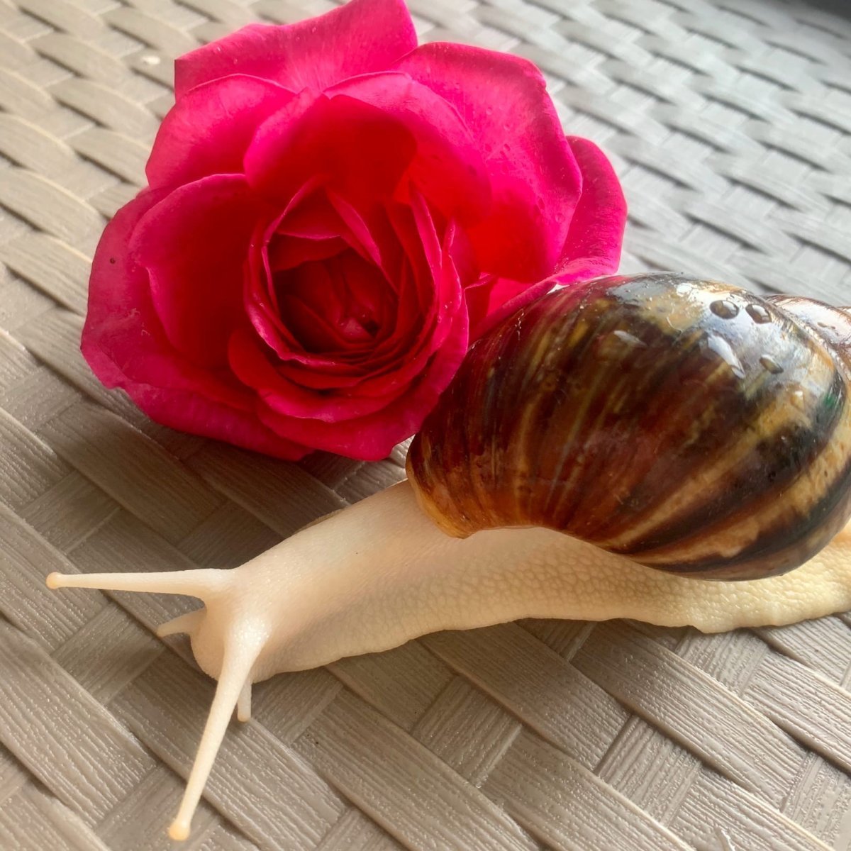 Красим раковины ахатинам