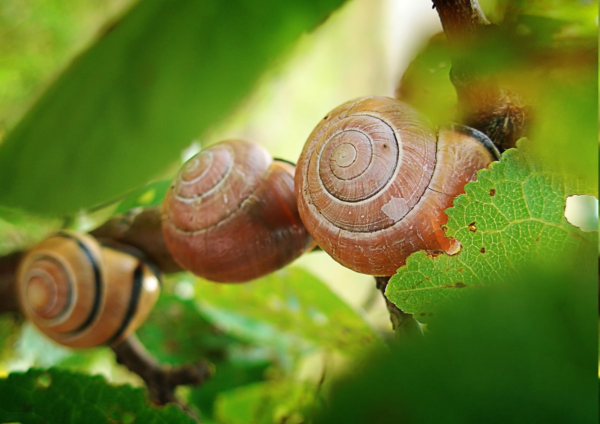 Улитка на ветке