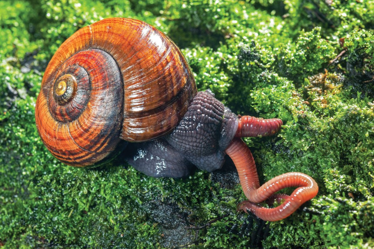 Плотоядная улитка Powelliphanta
