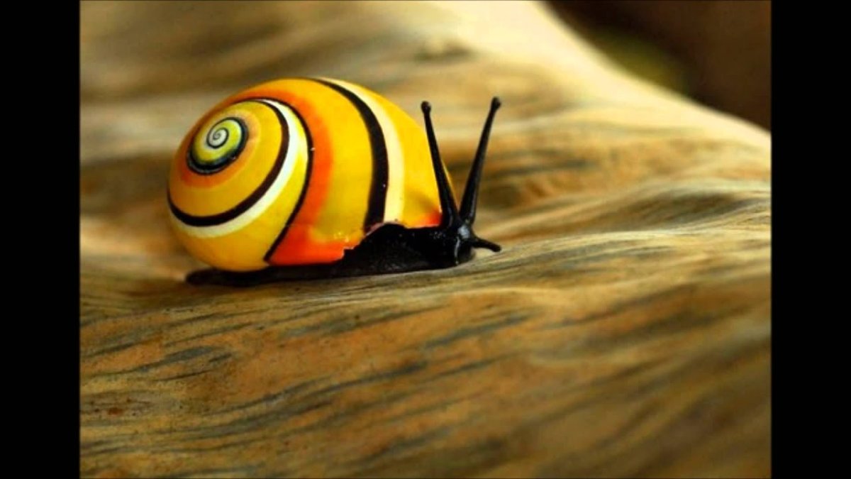 Караколусы - кубинские древесные улитки