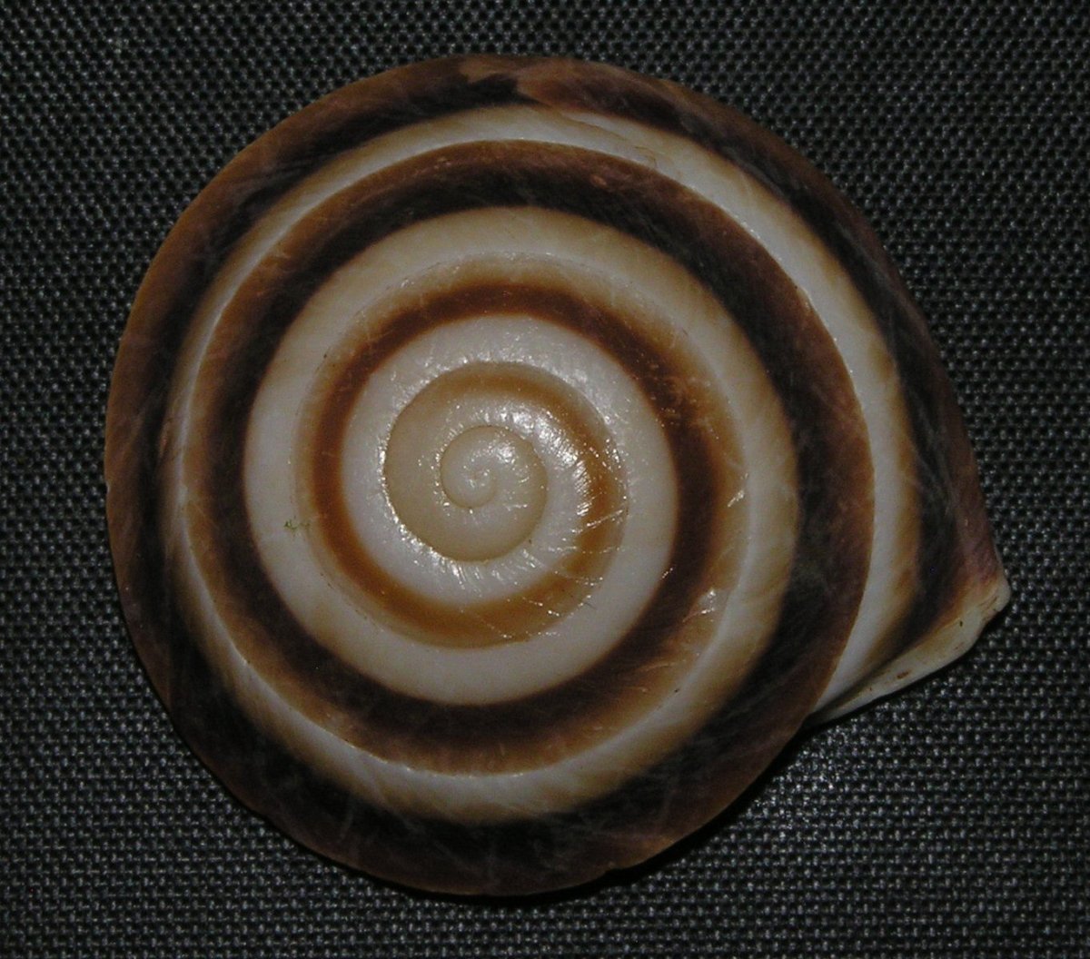 Караколус сагемон Еллоу