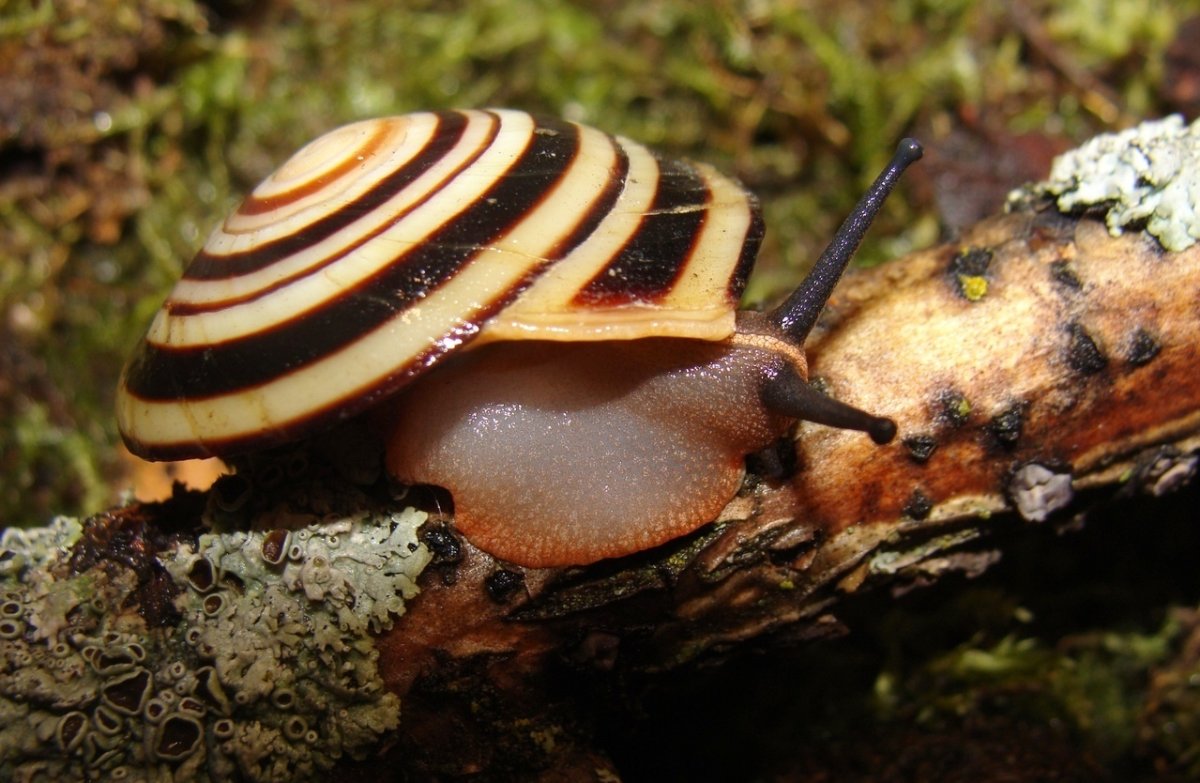 Караколусы сагемон Еллоу