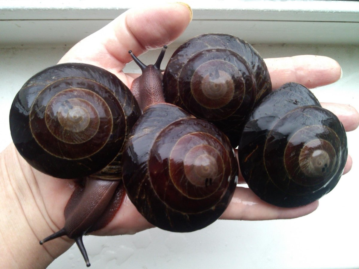 Караколусы Экселенсы