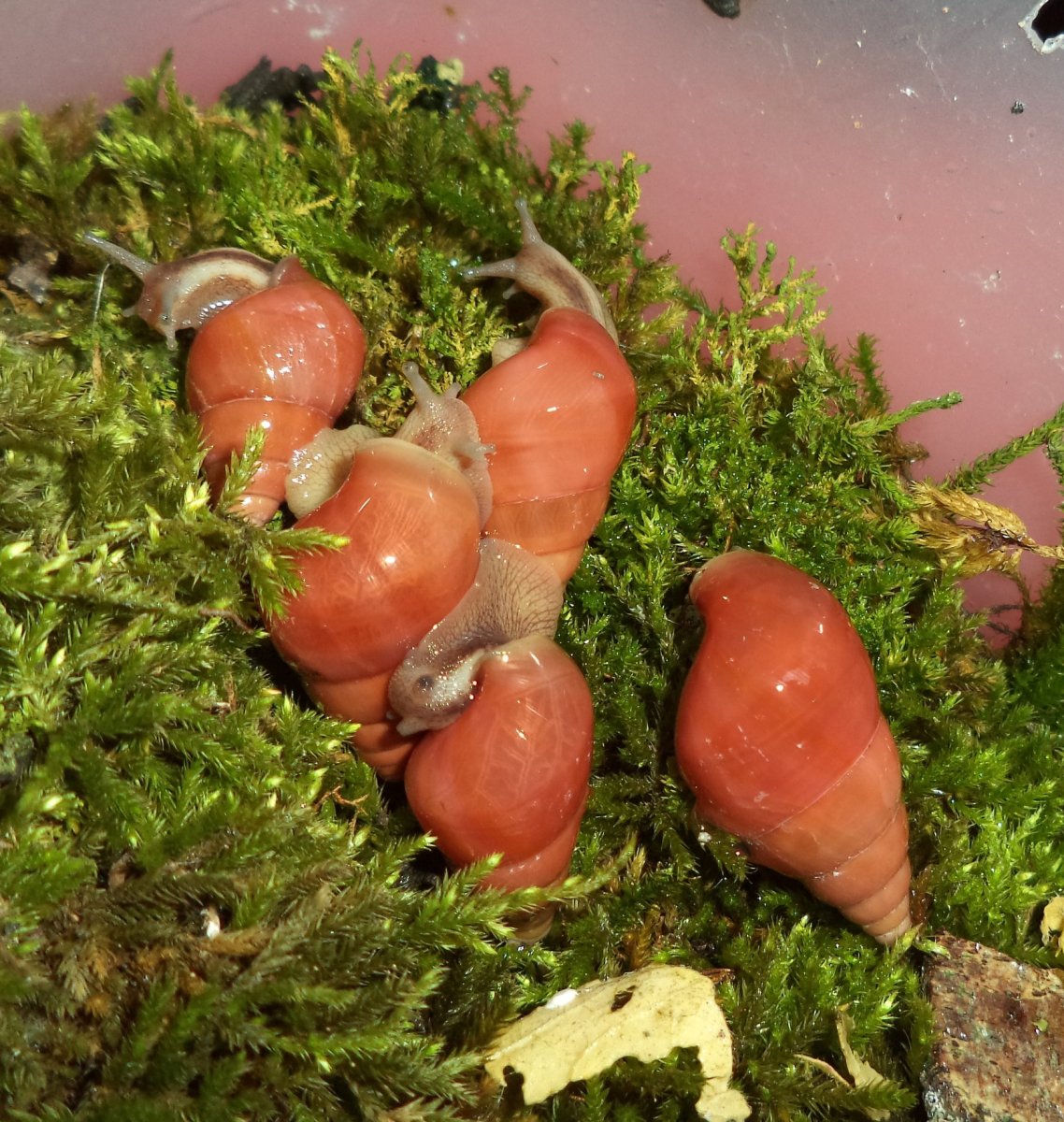 Helix lucorum съедобные