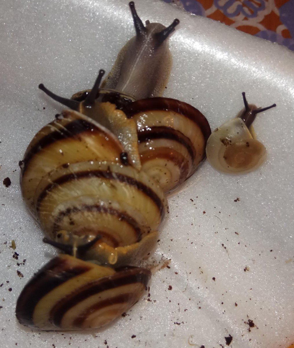 Караколус сагемон