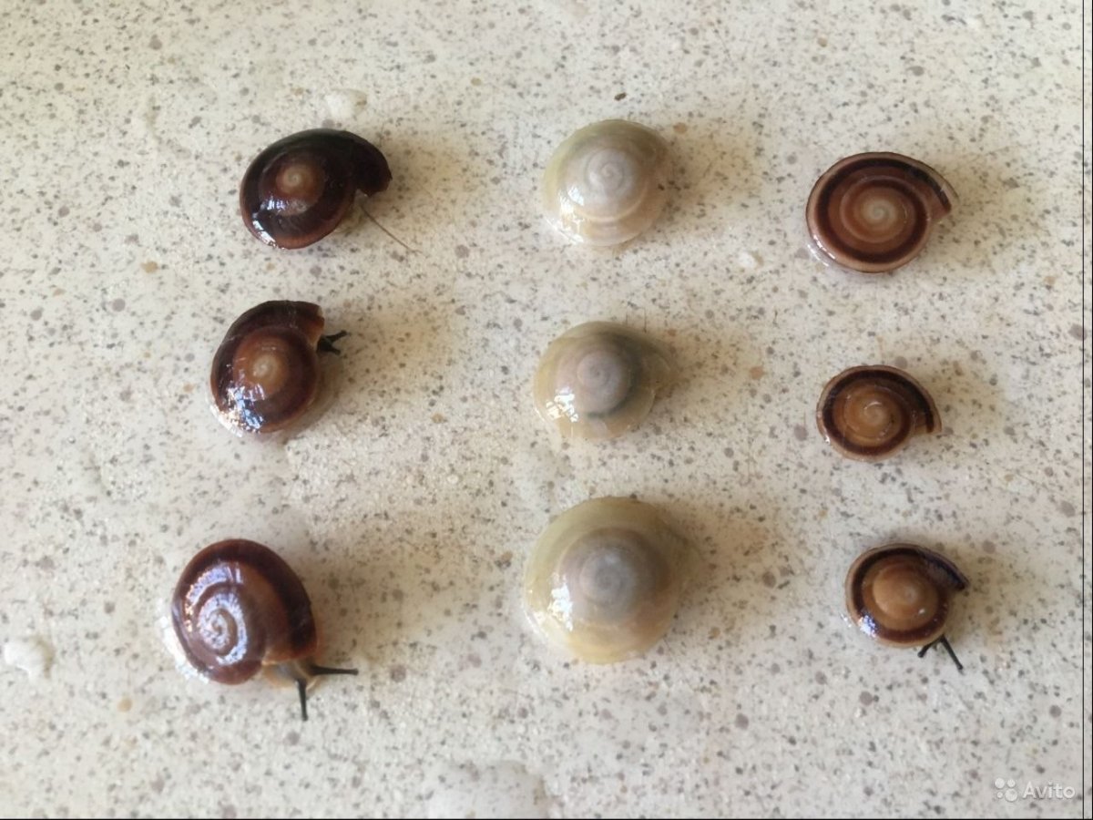 Улитки караколусы