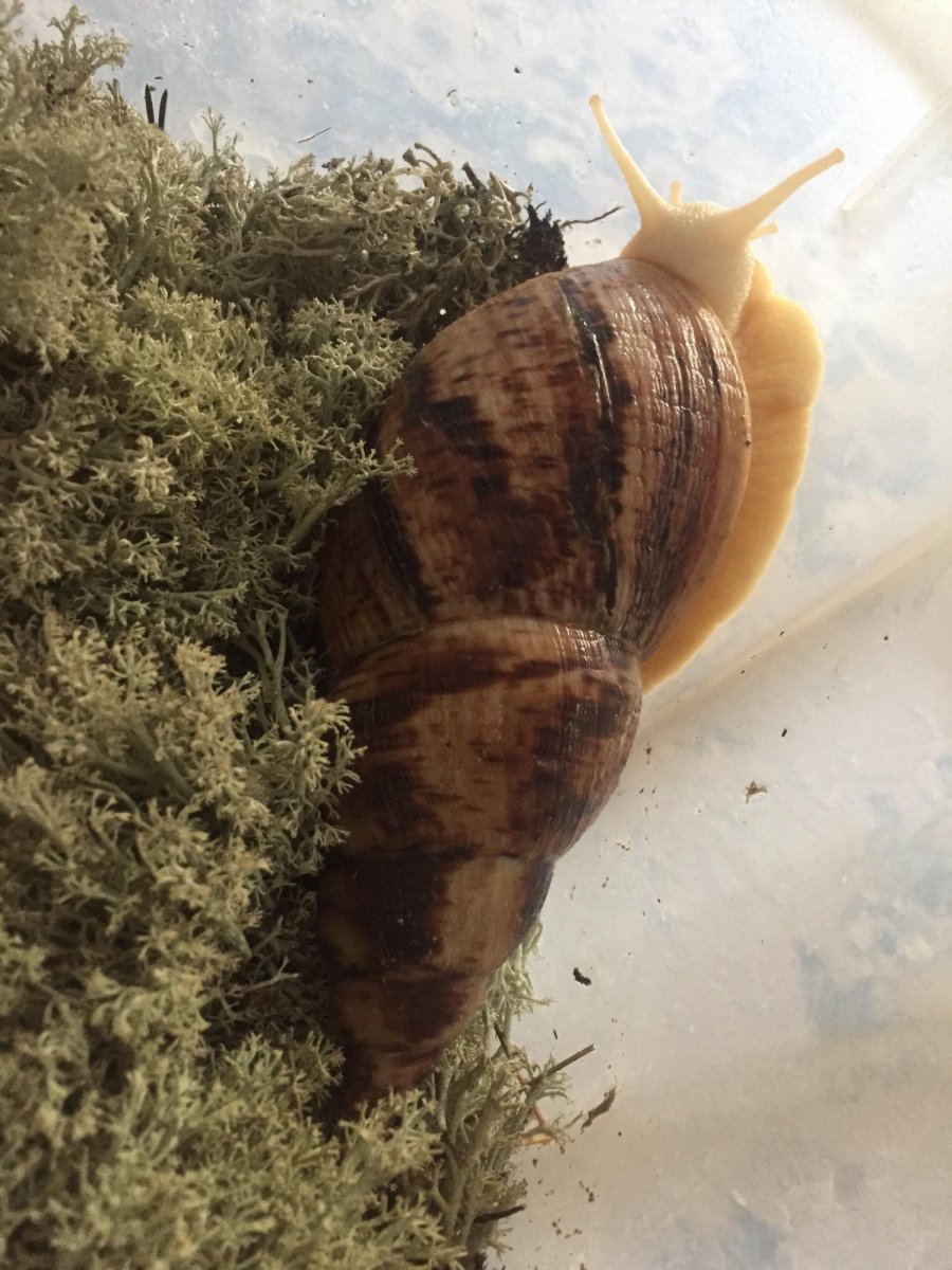 Улитки караколусы