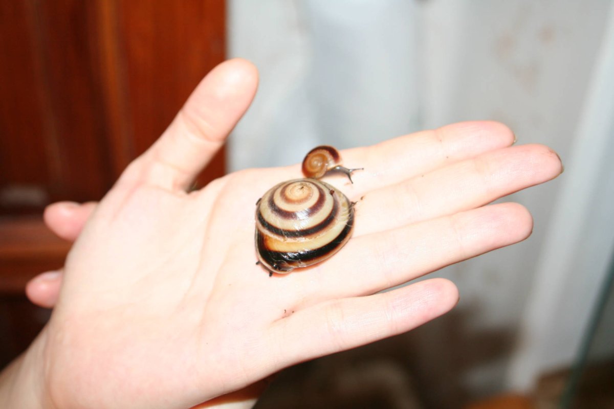 Древесные улитки лимиколярии