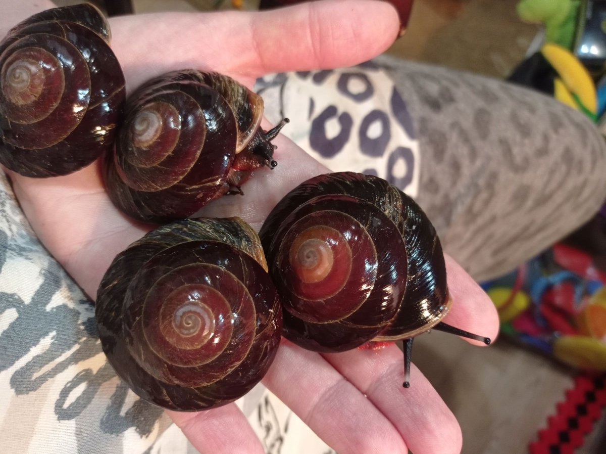 Плеудоронт Экселенс улитки