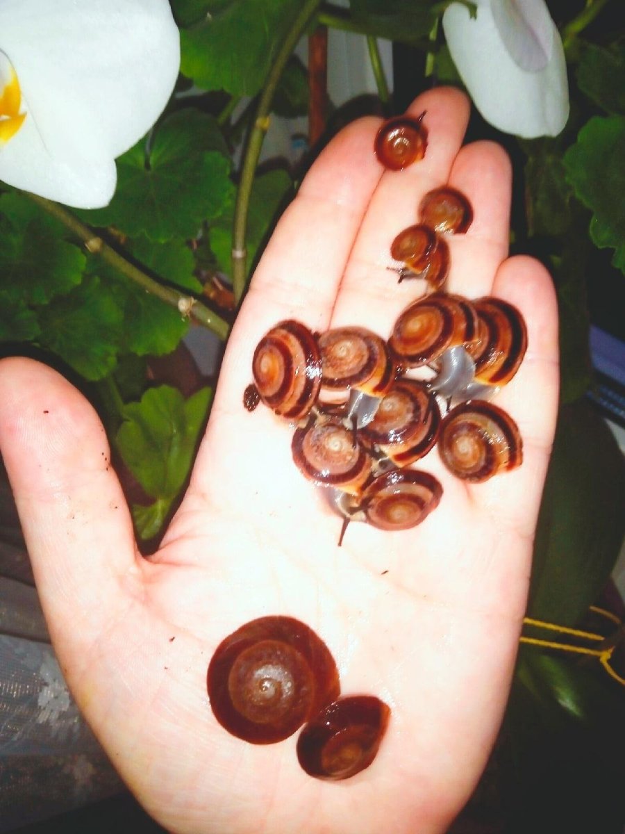 Улитки караколусы