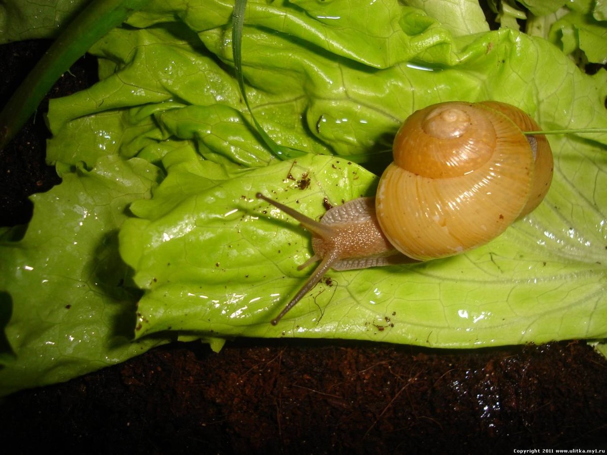 Сухопутные улитки караколусы