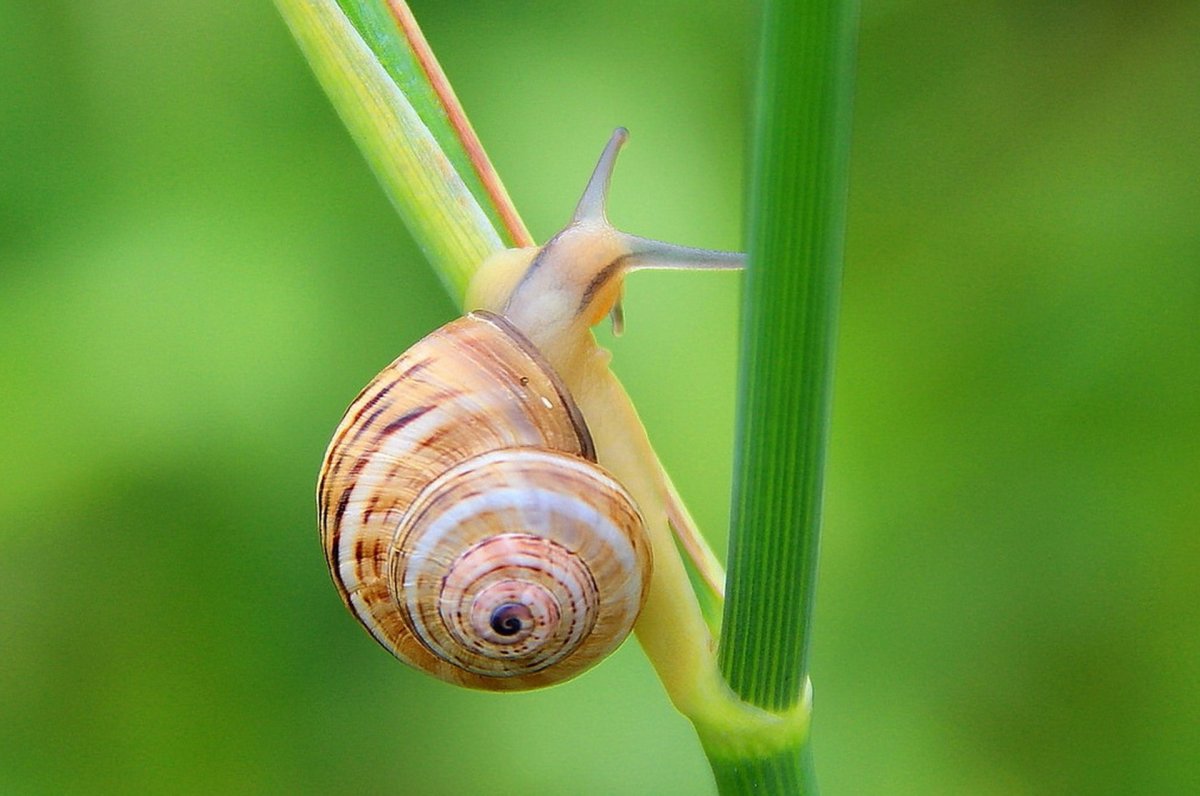 Улитка Огородная