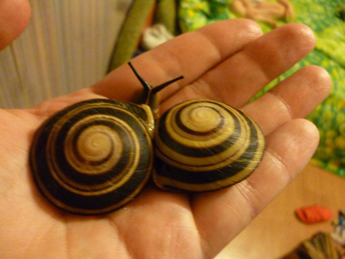 Караколусы сагемон