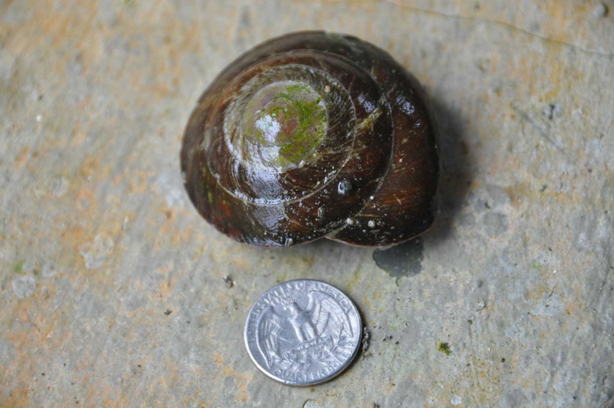 Караколус сагемон