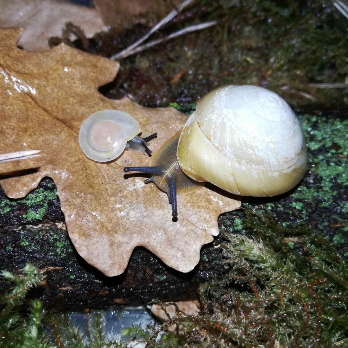 Древесные улитки