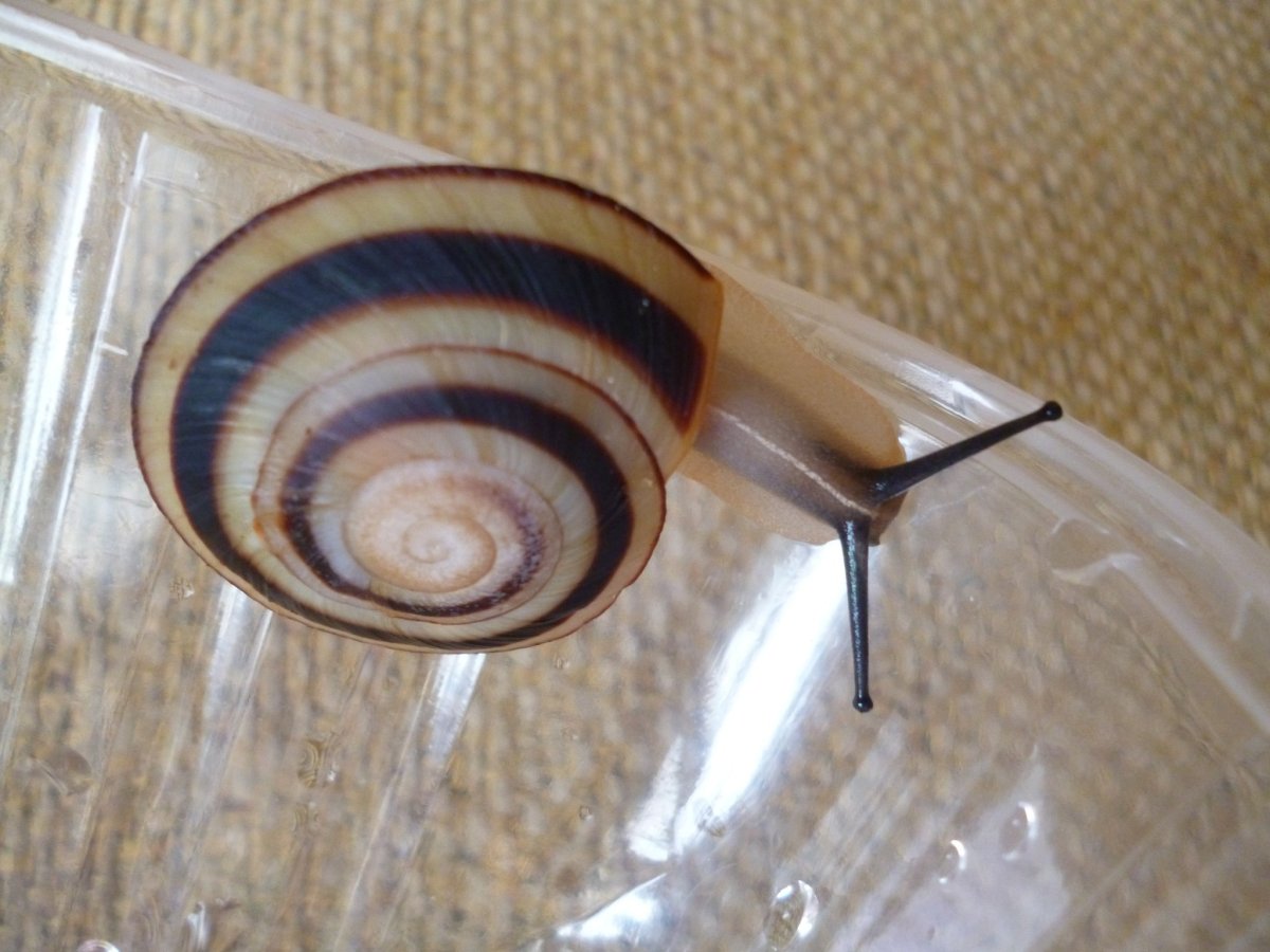 Караколусы блансы