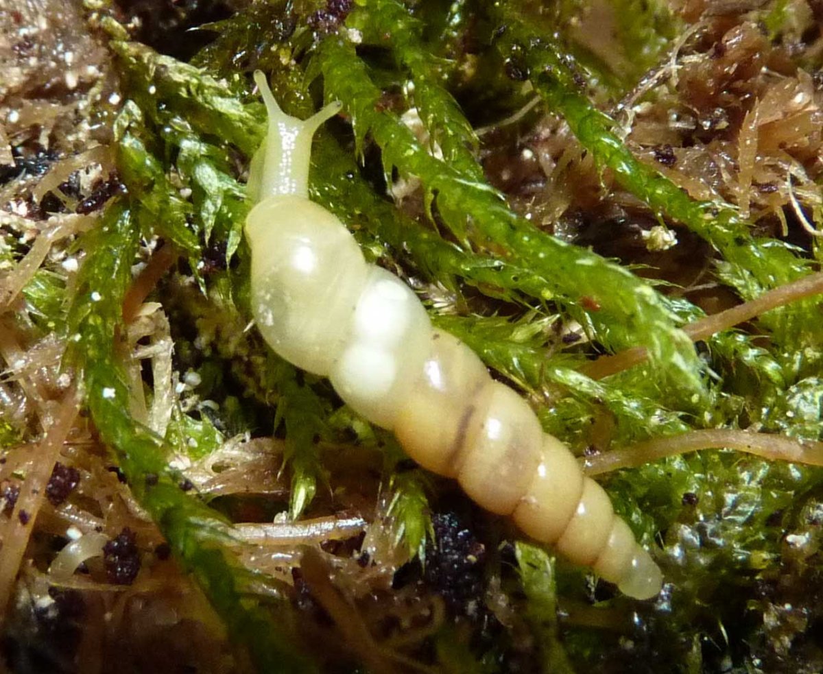 Улитки суббулины