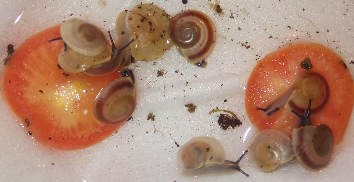 Караколусы альбино Шелл