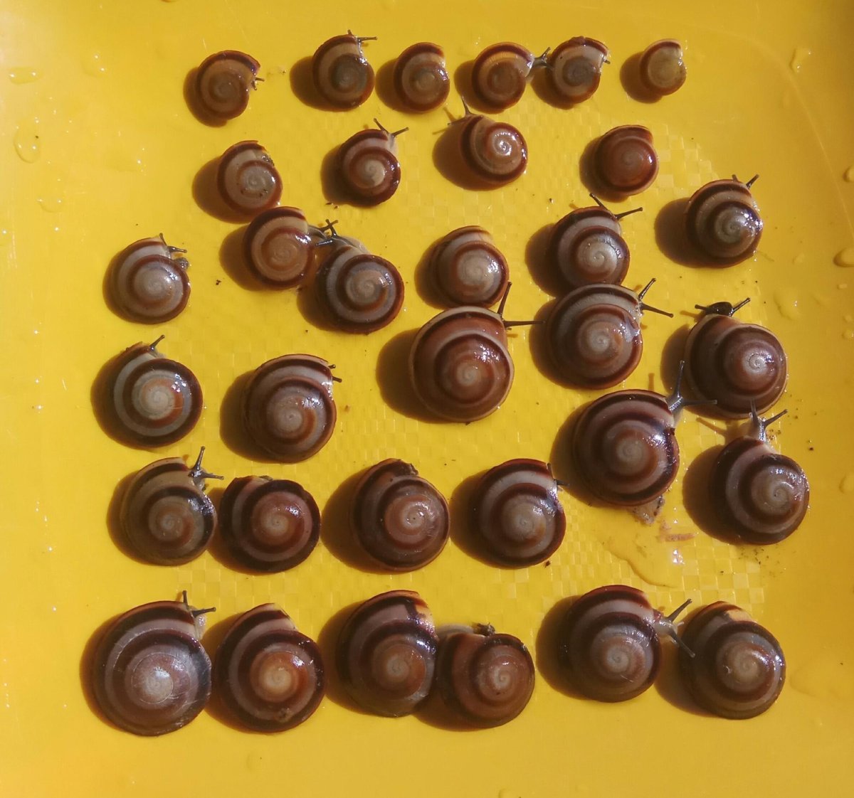 Караколус альбино Шелл