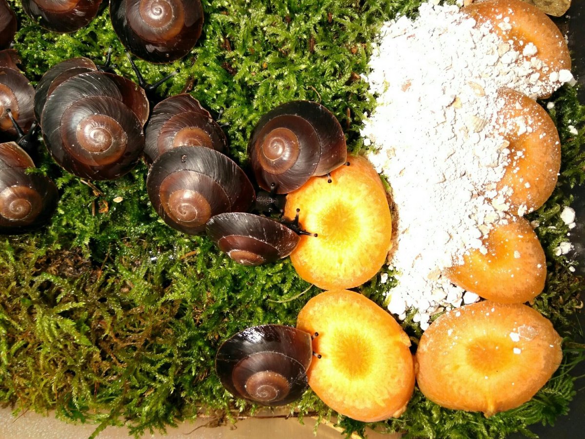 Караколус сагемон