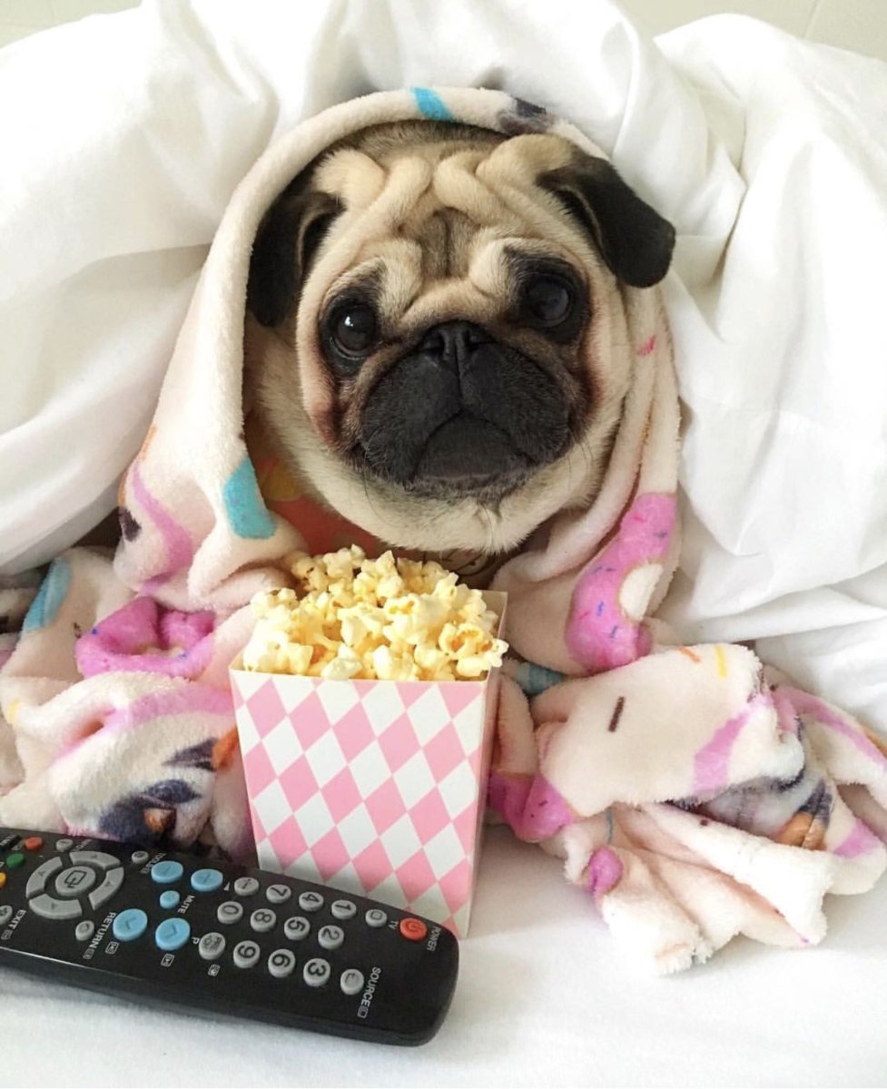 Собачка Мопс