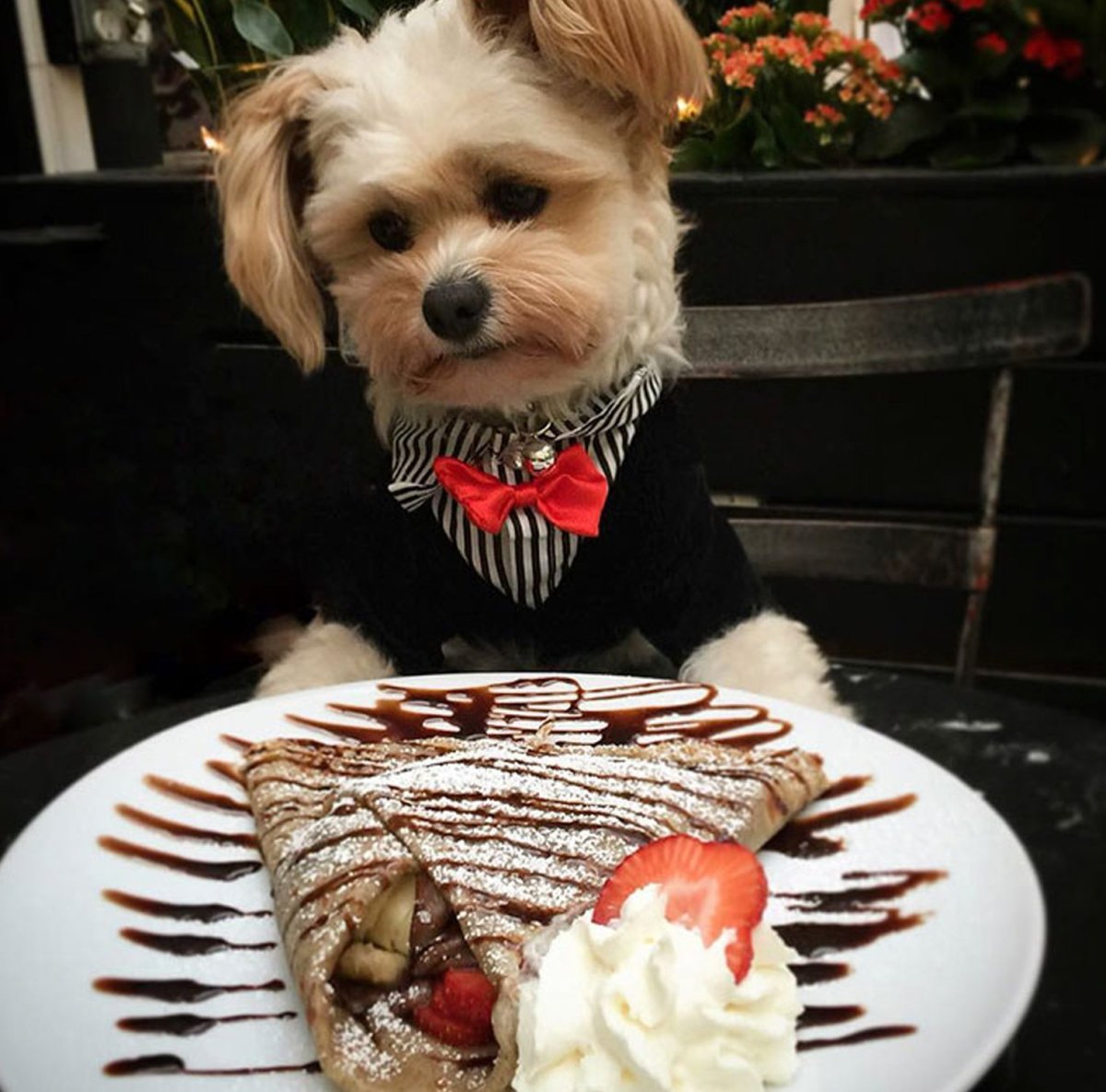 Животные и еда