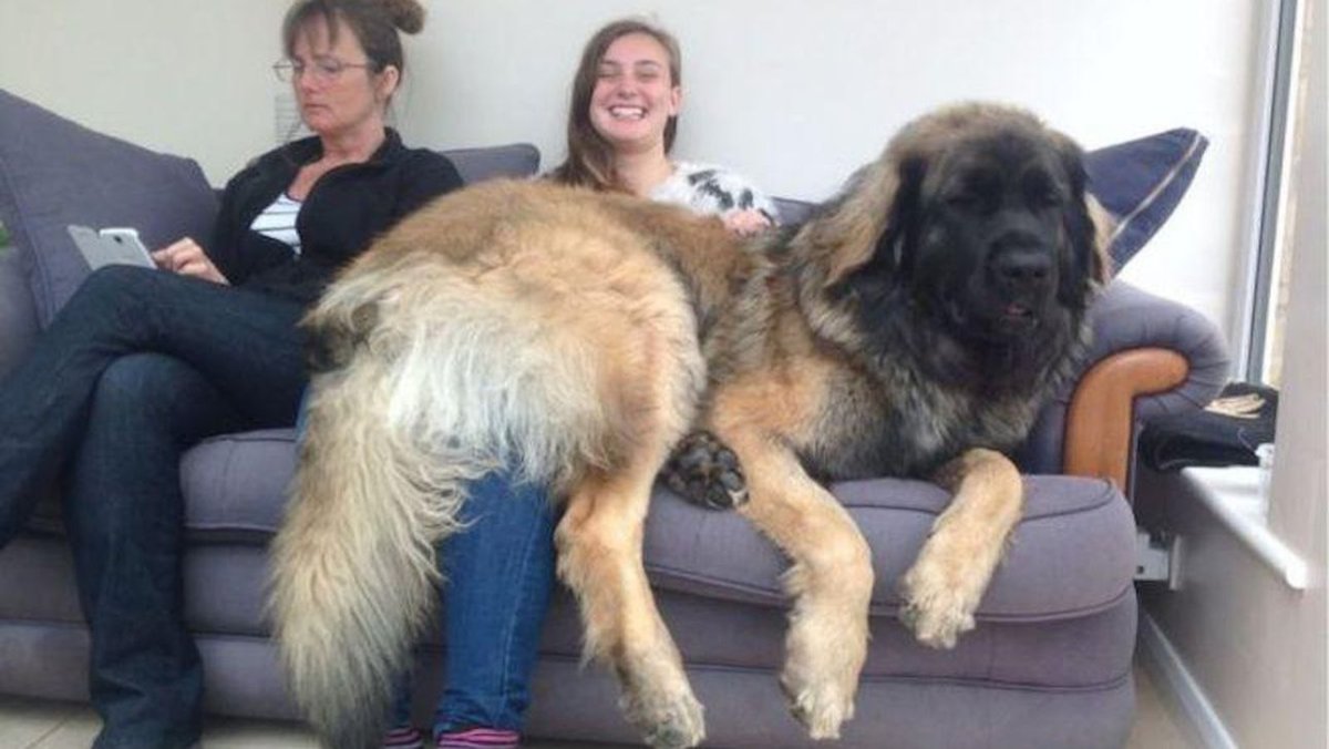 Самая крупная порода собак