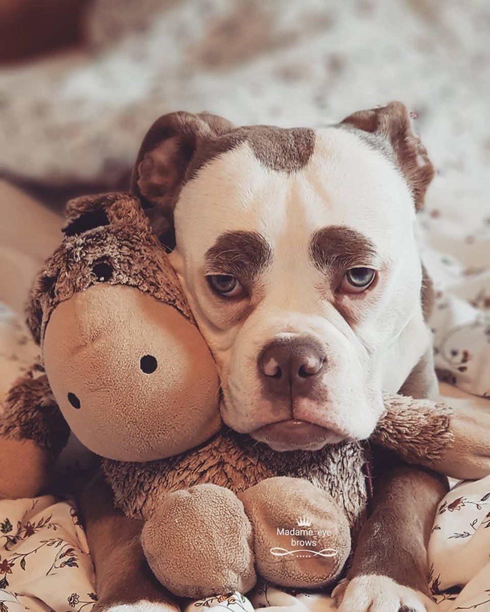 Собака из инстаграмма