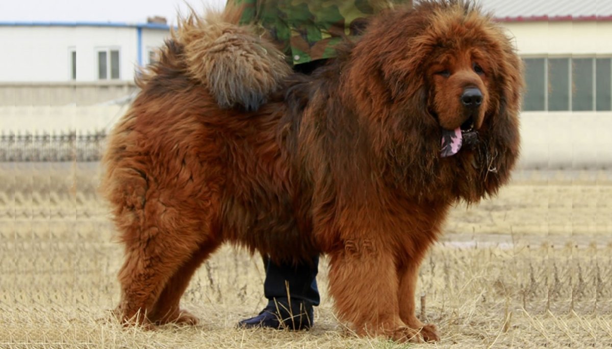 Тибетский мастиф