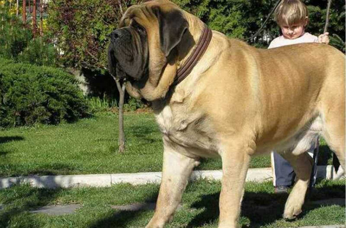 Мастиф английский мастиф
