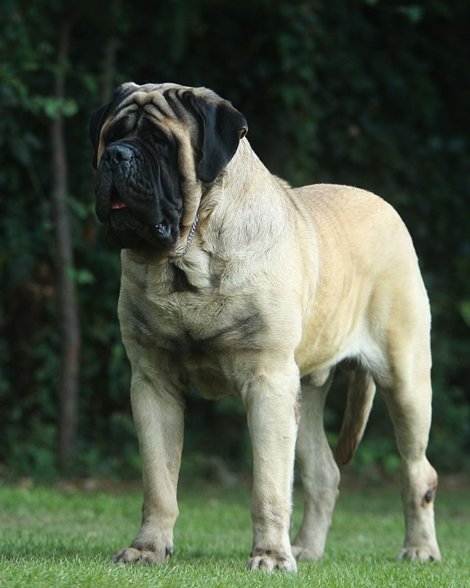 Неаполитанский мастиф Геркулес