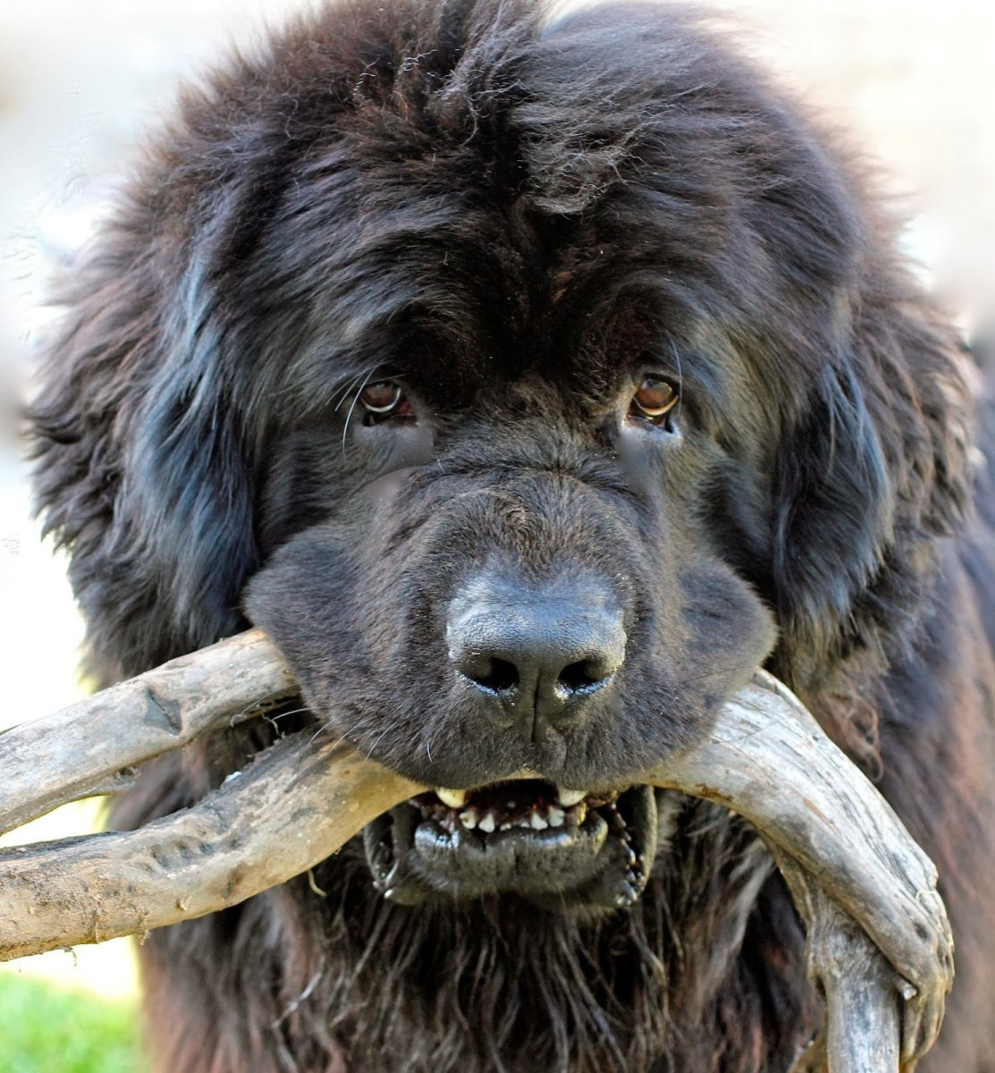 Ньюфаундленд (порода собак)