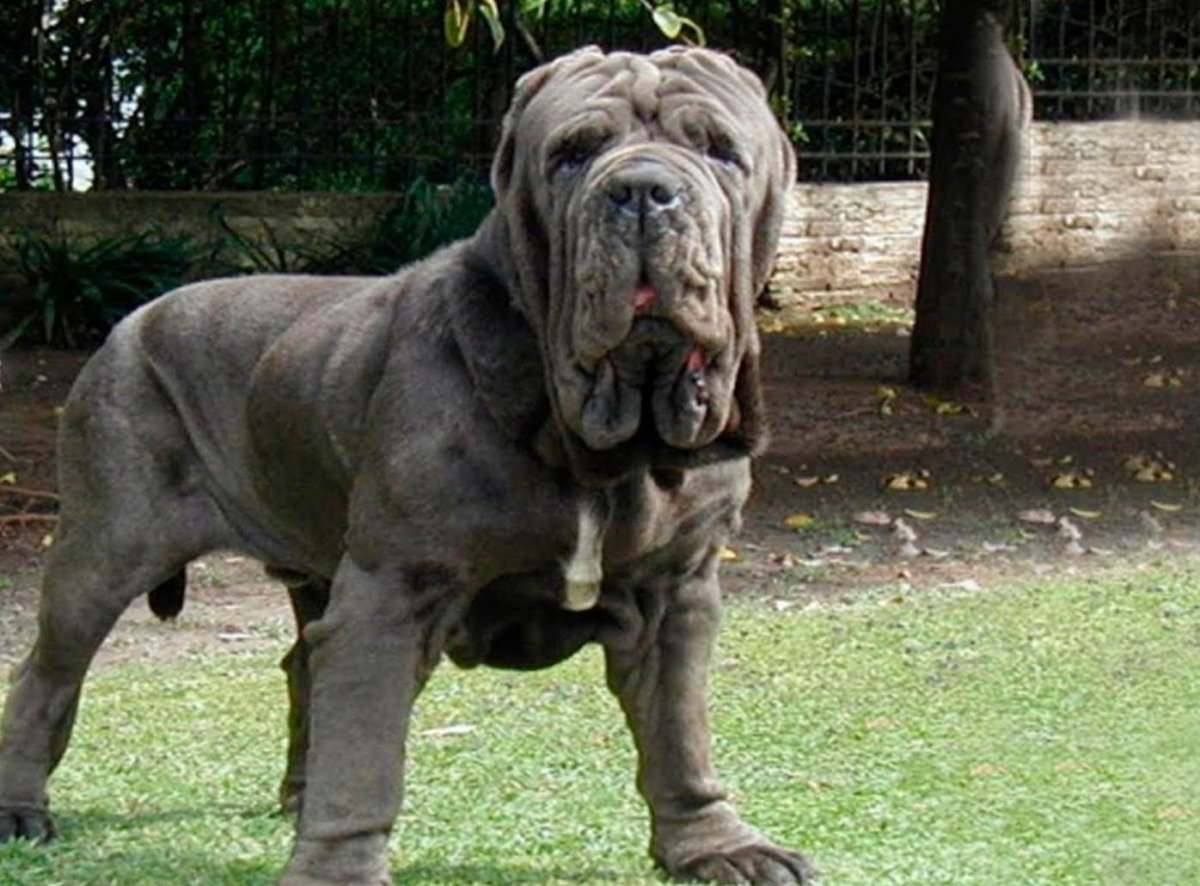 Английский мастиф Геркулес