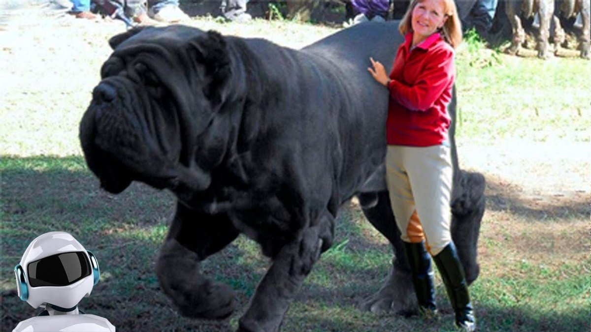 Мастиф Геркулес